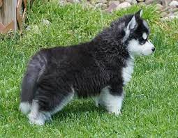 Or find a husky by location. Siberian Husky Puppies For Sale In Des Moines Iowa Classified Americanlisted Com