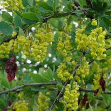 Image result for Barberry