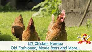 Now is the time to do final checks on brooder, heat lamp and feed. Chicken Names Best List Of Names For Your Flock The Happy Chicken Coop