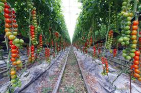 Tomatoes On A Farm How Can I Do This At Home Garden Layout Vegetable Vegetable Garden Design Home Vegetable Garden