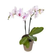 You can send flowers anywhere in the us or canada for $29.99. Flowers By Mail Send Flowers With Euroflorist