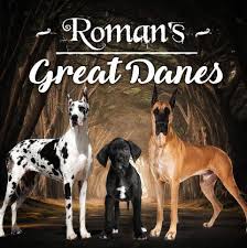 The great dane, also known as the german mastiff or deutsche dogge, is a breed of dog from germany. Great Danes Of Nj Home Facebook
