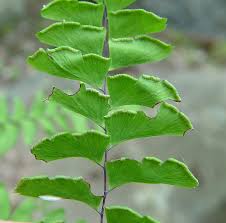 Image result for Adiantum