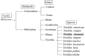 Image result for Trichilia capitata