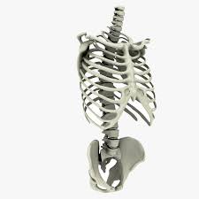 De eerste rib (de bovenste) is de meest gebogen en meestal de kortste van alle ribben; Rib Cage Spine And Pelvis Bones 3d Model 69 Obj Max Fbx 3ds Free3d