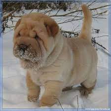Is she a teddy bear? 45 Shar Pei Puppies Ideas Shar Pei Puppies Shar Pei Puppies