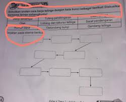 Tuliskan secara skematis mekanisme pendengaran!. Sebutkan Urutan Cara Kerja Telinga Dengan Cara Skematolong Dijawab Ya Brainly Co Id