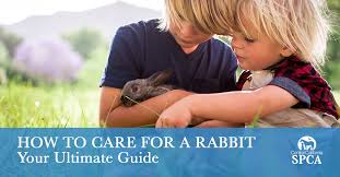The baby shampoo will help to prevent any burning of the eyes should any of the bath water get in their eyes, and it leaves the coat with a shiny smooth luster when dried. How To Care For A Rabbit Your Ultimate Guide