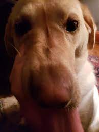 Maybe you would like to learn more about one of these? I Hit My Dog Going 70 Miles Per Hour And Then We Ate It For Dinner Pyrocynical