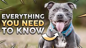 Staffordshire Bull Terrier 101! Everything You Need To Know About Owning A  Staffy Puppy - Youtube