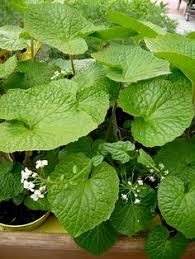 ワサビ, わさび, or 山葵, pronounced ɰaꜜsabi; 46 Best Wasabi Ideas Wasabi Japanese Spices Plants