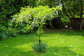 The blue moon wisteria (wisteria frutescens var. Standard Wisteria How To Train A Wisteria Plant As A Standard