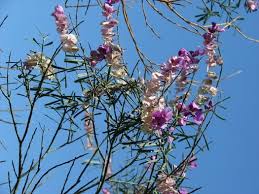 Image result for Polygala bakeriana