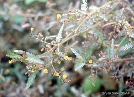 Image result for Aeschynomene cristata