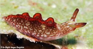 Image result for Landolphia rufescens