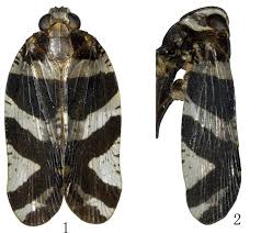 Image result for Lophiocarpaceae