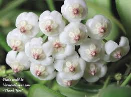 Hoya Rotundiflora Rarely Offered Hoya Plant With Rectangular Leaves Well Established Plant In 4 Inch Pot Beautiful White Flowers Flower Photos Flowers Cacti And Succulents