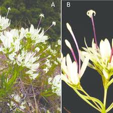 Image result for Rhodopentas bussei