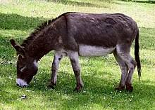 You can also explore and follow video collections from other users with myvidster. Donkey Wikipedia