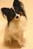 Papillon Dogs| Papillon Dog Breed Info & Pictures | PetMD