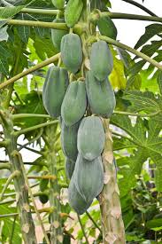 Image result for Caricaceae