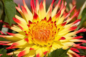 Early Research Flowers That Mean Deception Betrayal Etc Foliage Plants Growing Dahlias Amazing Flowers