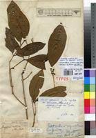 Image result for Chionanthus niloticus