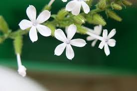 Image result for Plumbago zeylanica