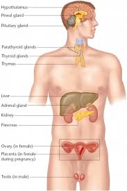 Outline Of Human Body Wall Chart One Endocrine System