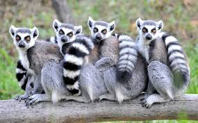 In 2018 it was once again voted the best zoo in europe in its category (up to 1 million visitors). Zoo Rostock Ganztagige Eintrittskarte Getyourguide