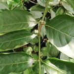 Image result for Morinda lucida