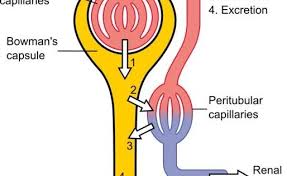 The Urinary System Nephron Urine Formation Renal Physiology Physiology Anatomy And Physiology