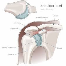 Diagram of shoulder and arm. Special Diagnostic Tests For Shoulder Pain