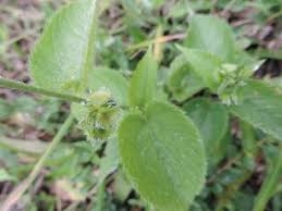 Image result for Tragia brevipes-benthamii-okanyu