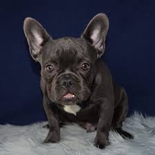 Don't miss out · available puppies · come to you French Bulldog Puppies For Sale In Pa French Bulldog Puppy Adoptions