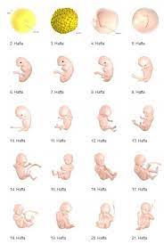 1 haftalik gebelik donemi tarz kadin embarazo habitaciones bebes provida