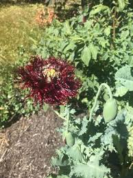 Image result for Papaver somniferum Black
