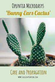 Sort by popularity sort by latest sort by price: Opuntia Microdasys Bunny Ears Care And Propagation Succulent Plant Care