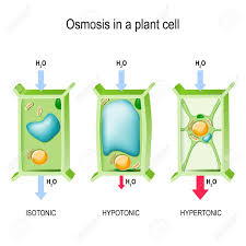 In a hypertonic solution, the water describe the differences b/w a hypertonic, isotonic, and hypotonic solution. Osmosis In A Plant Cell 3 Types Of Tonicity Hypotonic Hypertonic And Isotonic Vector Illustration For Biological Science And Educational Use Royalty Free Cliparts Vectors And Stock Illustration Image 119628131