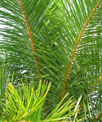 Image result for Raphia farinifera