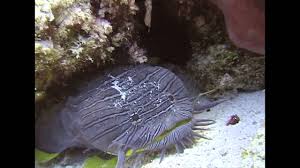 Is getting scuba certified worth it? Rey Diving World Class Scuba Training Right Here In New York City