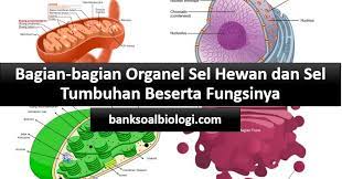 Urutan perkembangan golongan hewan dari satu sel menjadi banyak sel. Lebih Lengkap Dan Detail Inilah Bagian Bagian Organel Sel Hewan Dan Tumbuhan Beserta Fungsinya Bsb