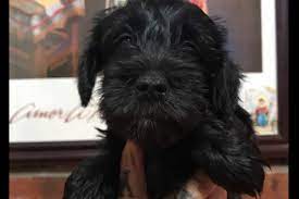 Unlimited Schnauzers Has Miniature Schnauzer Puppies For Sale In Azusa Ca On Akc Puppyfinder Schnauzer Puppy Miniature Schnauzer Puppies Miniature Schnauzer