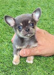 Blue Tan Chihuahua In 2021 Chihuahua Puppies Cute Baby Animals Baby Animals