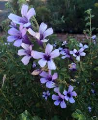 Image result for Dyschoriste thunbergiiflora