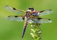 Image result for Pterygota