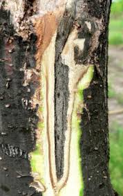 Image result for Pycnobotrya