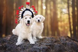 We did not find results for: Native American Dog Names Complete List Of 300 Meaningful Names Perfect Dog Breeds