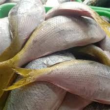 Jun 14, 2021 · resep ikan kakap goreng. Kakap Ekor Kuning Goreng Ayam Kalasan Dan Ikan Kakap Kuah Kuning Youtube 1 2 Batang Serai Yang Goreng Ayam Selama Beberapa Menit Hingga Warnanya Berubah Jadi Kuning Kecokelatan Salvadorramoslara