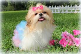 Growth chart shih tzu : Shih Tzu Puppies For Sale In Louisiana Princess Puppies